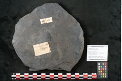 Foto (Objekt + Etikett) von Sigillaria elongata Brongniart (NHMW-GEO-2024-0188-11072)